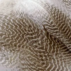 Wapsi Fly Gadwall Barred Flank