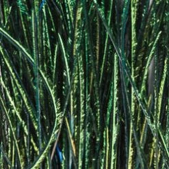 Wapsi Fly Fly Tying Materials Peacock Herl - Natural, Strung