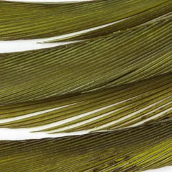 Wapsi Fly Fly Tying Materials Goose Biots