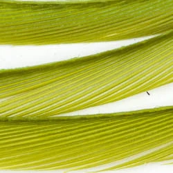 Wapsi Fly Fly Tying Materials Goose Biots