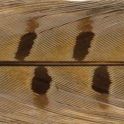 Wapsi Fly Pheasant Tail Fly Tying Materials