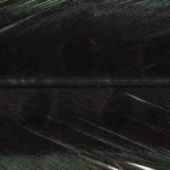 Wapsi Fly Pheasant Tail Fly Tying Materials