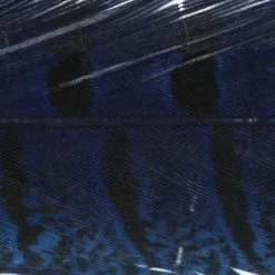 Wapsi Fly Pheasant Tail Fly Tying Materials