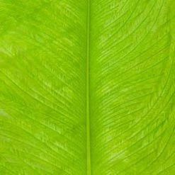 Wapsi Fly Ostrich Plumes Fly Tying Materials