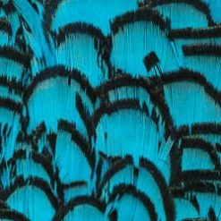 Wapsi Fly Fly Tying Materials Lady Amherst Pheasant Neck