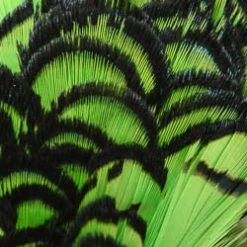 Wapsi Fly Fly Tying Materials Lady Amherst Pheasant Neck