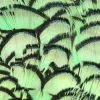 Wapsi Fly Fly Tying Materials Lady Amherst Pheasant Neck
