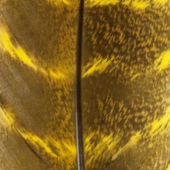 Wapsi Fly Ozark Turkey Quill