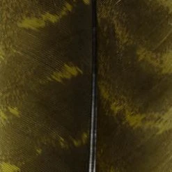 Wapsi Fly Ozark Turkey Quill