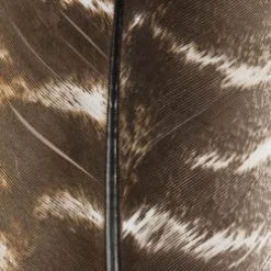 Wapsi Fly Ozark Turkey Quill