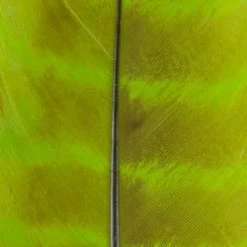 Wapsi Fly Ozark Turkey Quill