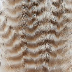 Wapsi Fly Fly Tying Materials Dry Fly Hackle Pack