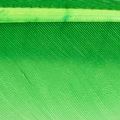 Wapsi Fly Duck Quill Fly Tying Materials