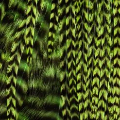 Ewing Feather Birds, Inc. Ewing Wooly Bugger Packs Fly Tying Materials