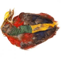 Wapsi Fly Golden Pheasant Skin