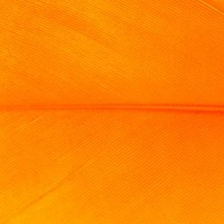 Wapsi Fly Fly Tying Materials Goose Shoulders