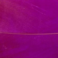 Wapsi Fly Fly Tying Materials Goose Shoulders