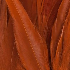 Wapsi Fly Strung Saddle Fly Tying Materials