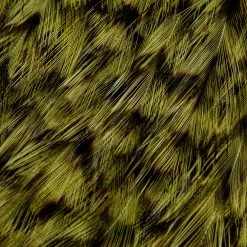 Whiting Farms, Inc. Fly Tying Materials Whiting American Rooster Cape