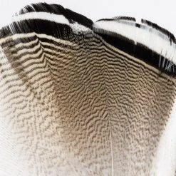 Wapsi Fly Wood Duck Fly Tying Materials